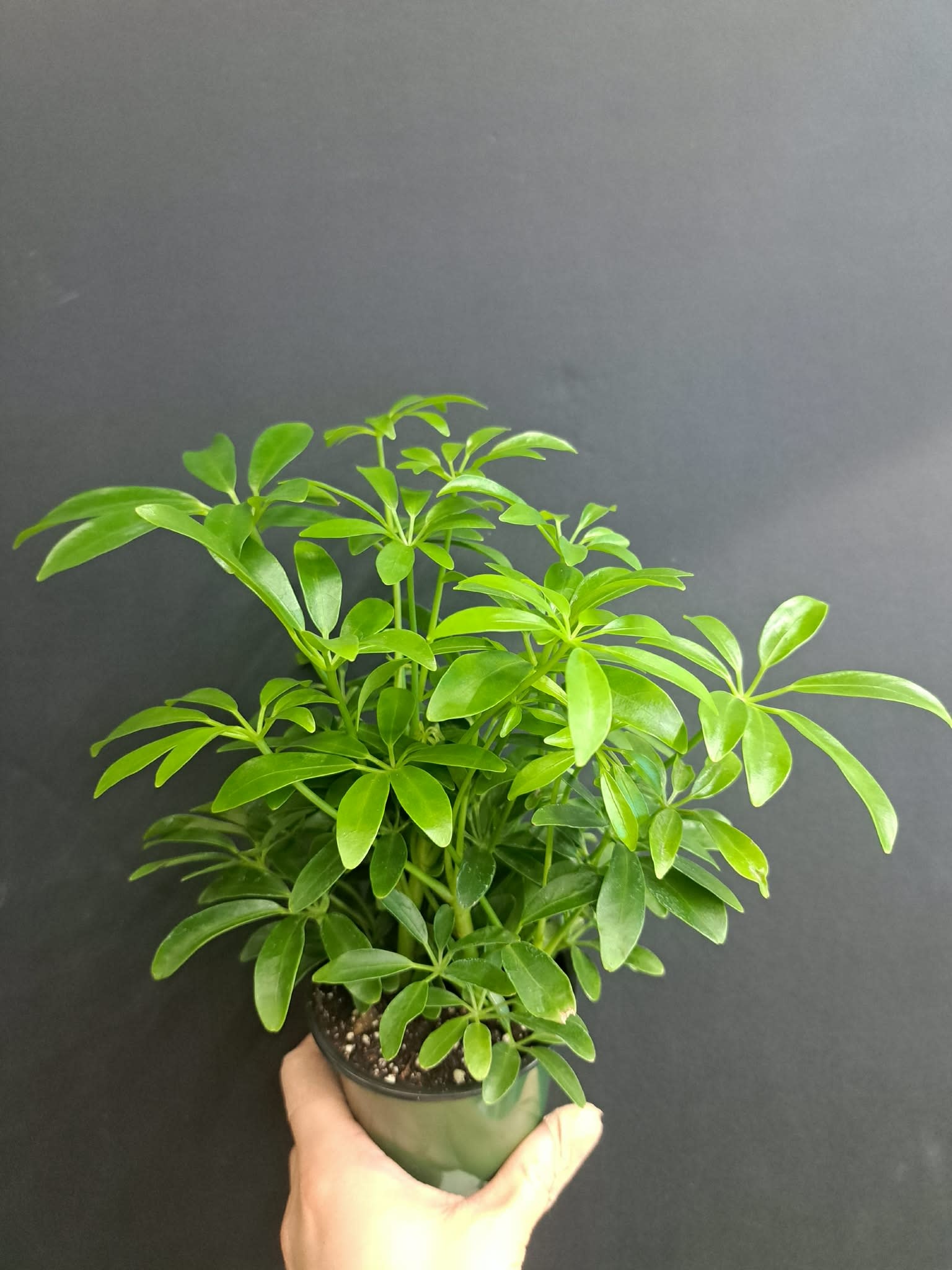 Magazoo Plante Schefflera Arboricola
