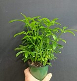 Magazoo Schefflera Arboricola Plant