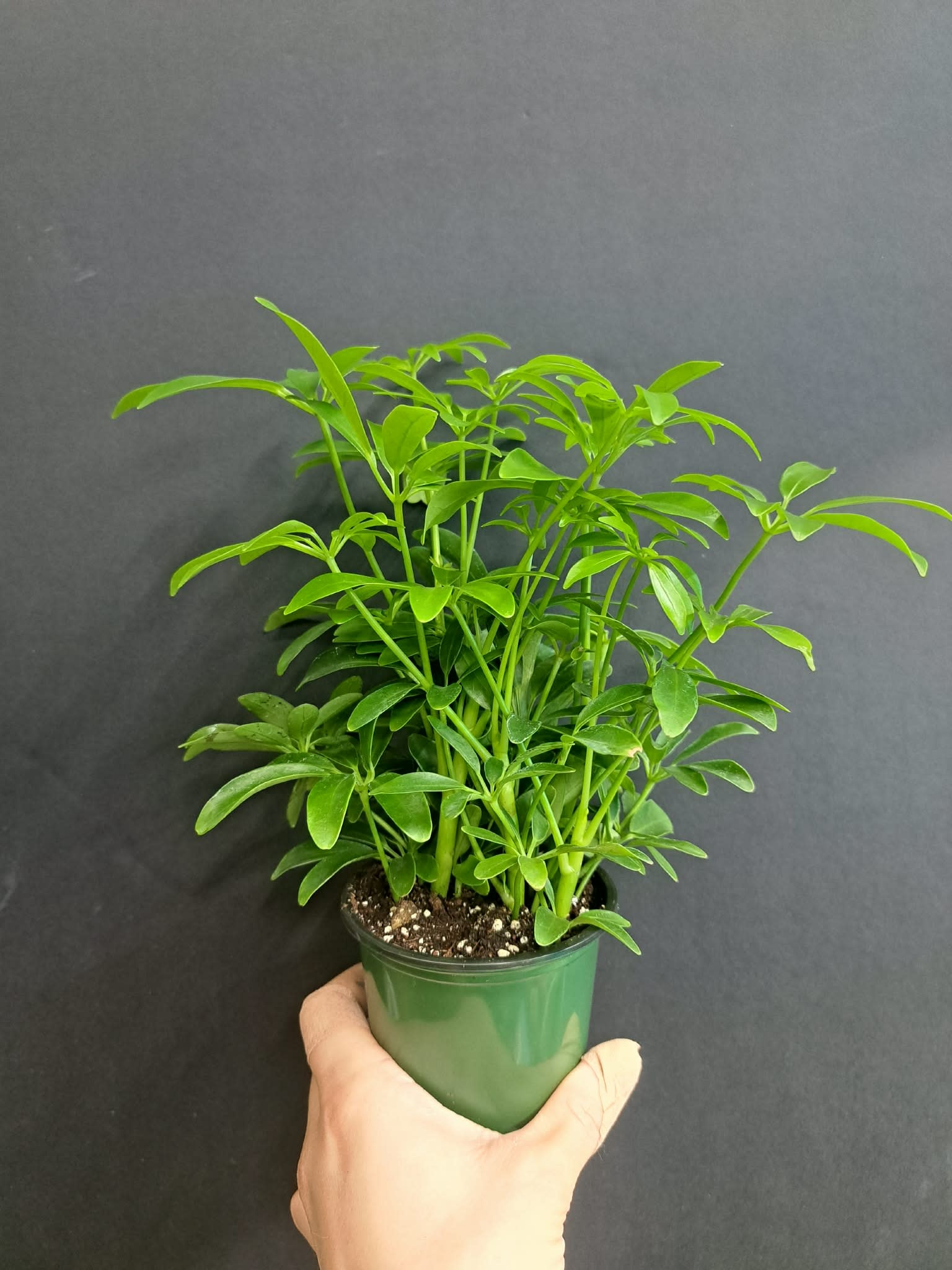 Magazoo Schefflera Arboricola Plant