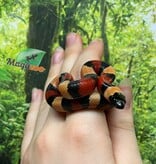 Magazoo Serpent laitier pueblan Abricot Bébé  Femelle