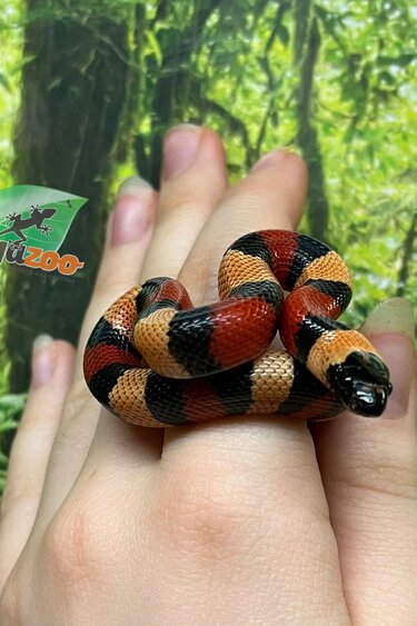 Magazoo Serpent laitier pueblan Abricot Bébé