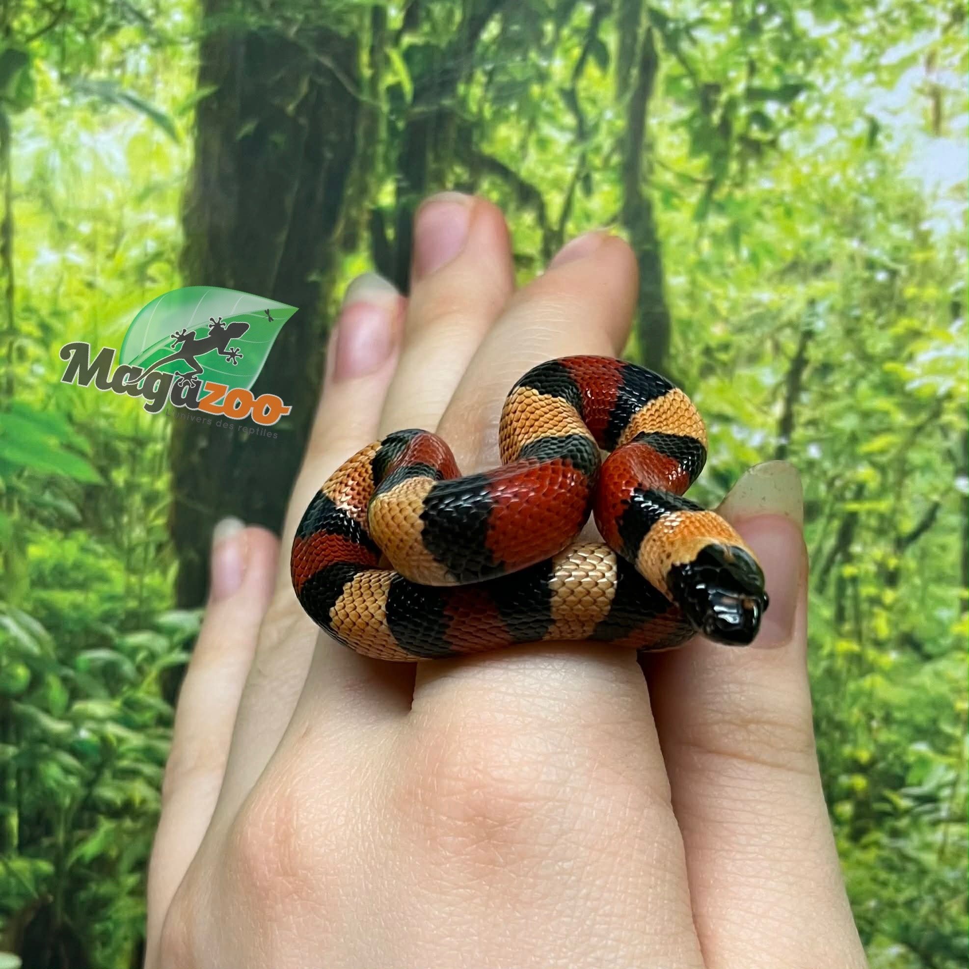 Magazoo Serpent laitier pueblan Abricot Bébé  Femelle