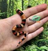 Magazoo Serpent laitier pueblan Abricot Bébé