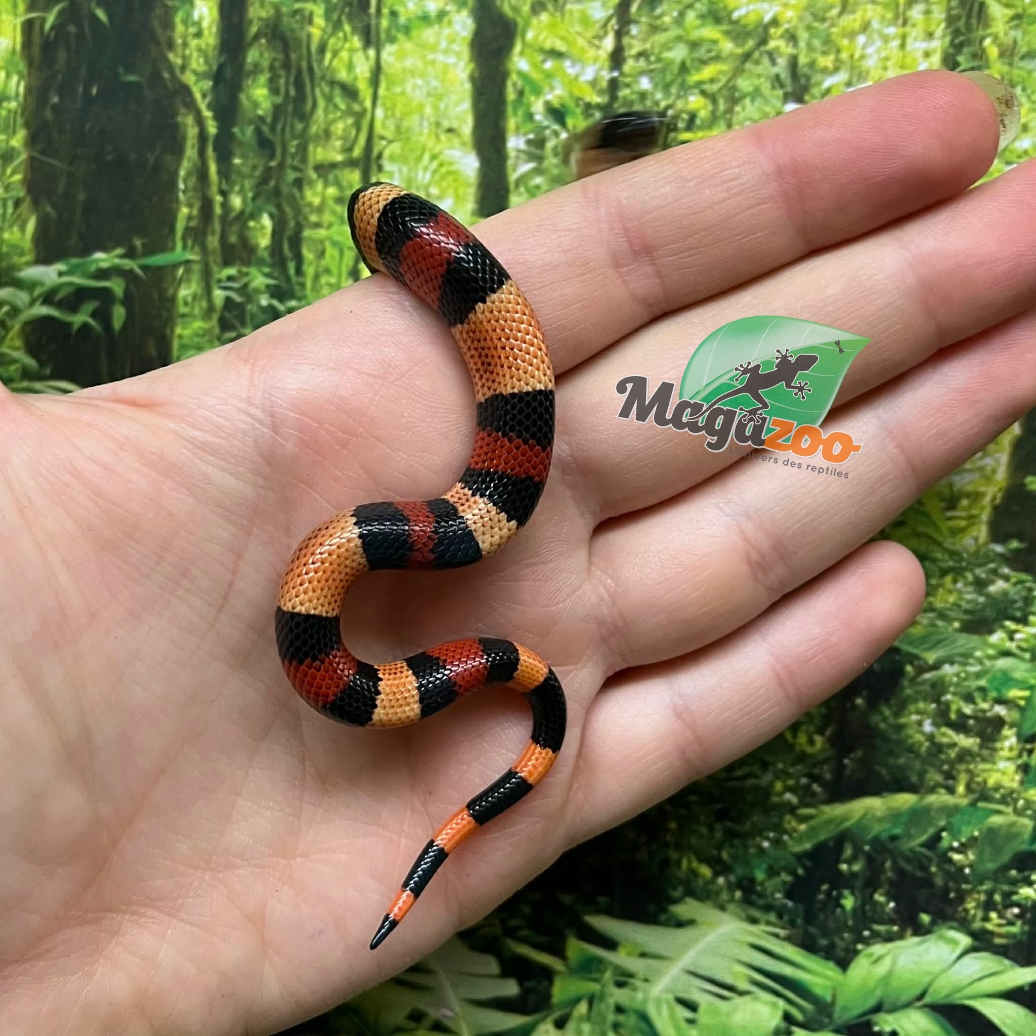 Magazoo Baby Abricot Pueblan milk snake