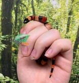 Magazoo Serpent laitier pueblan Abricot Bébé