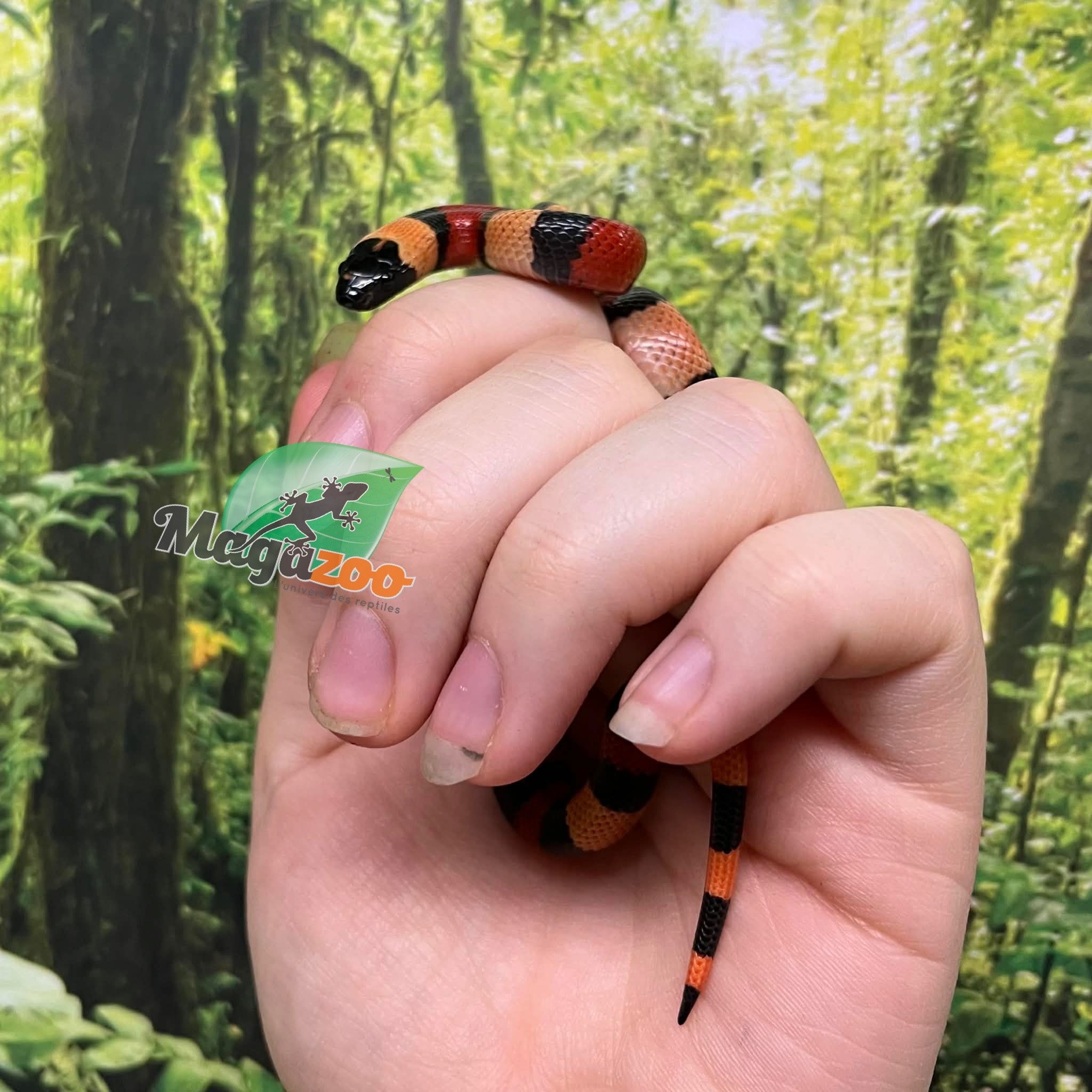 Magazoo Baby Abricot Pueblan milk snake