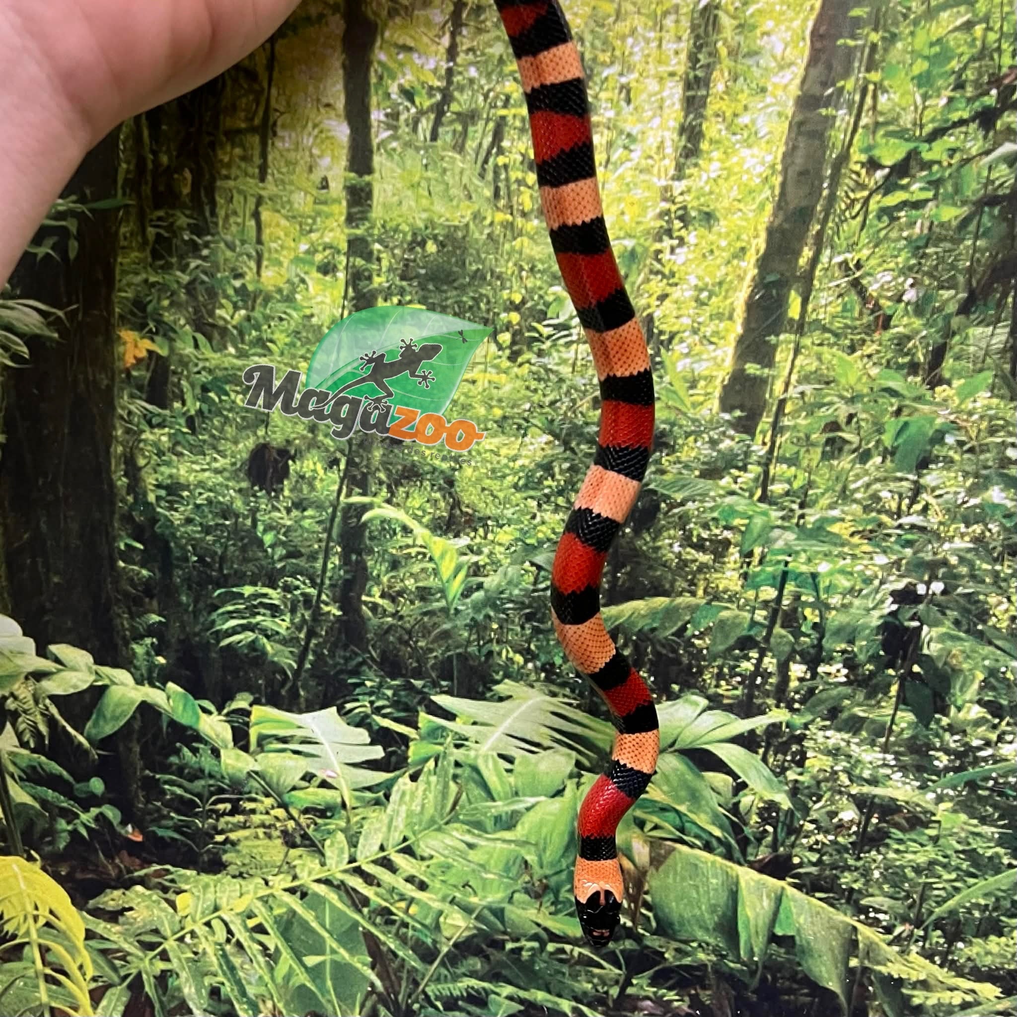 Magazoo Baby Abricot Pueblan milk snake