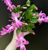 Magazoo Thanksgiving Cactus Plant