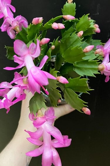 Magazoo Thanksgiving Cactus Plant