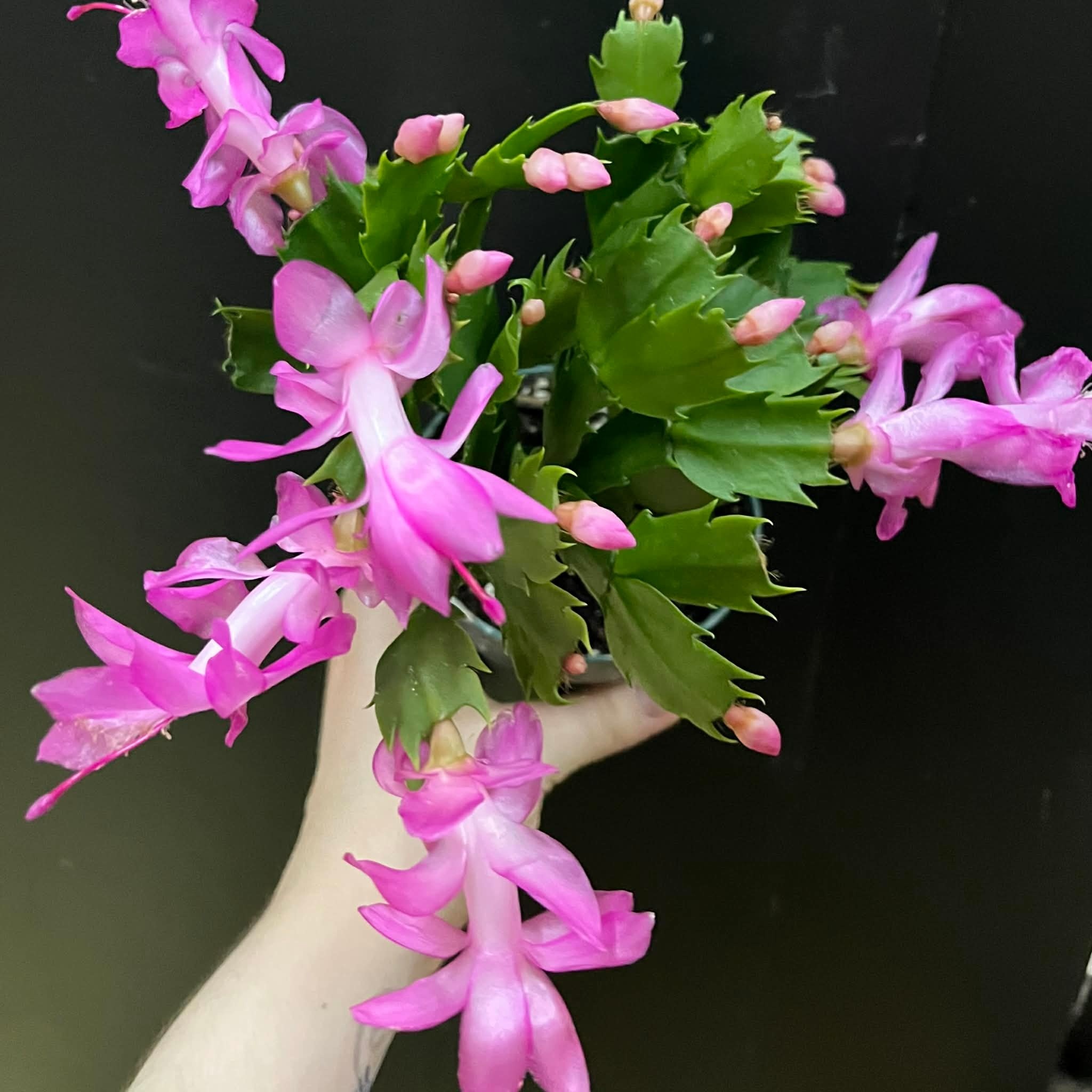 Magazoo Plante Cactus de Thanksgiving | Schlumbergera x buckley bridgesii - 10 cm (Rose)