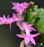 Magazoo Plante Cactus de Thanksgiving | Schlumbergera x buckley bridgesii - 10 cm (Rose)