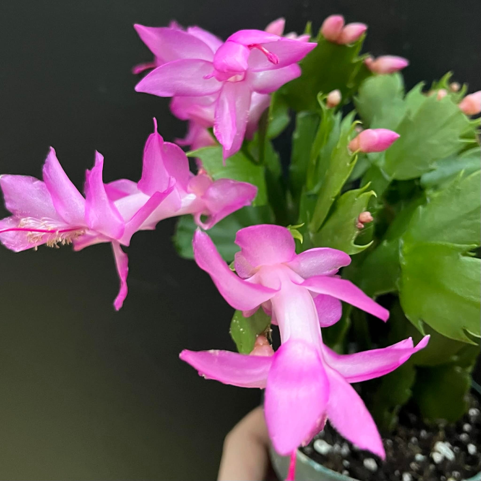 Magazoo Thanksgiving Cactus Plant