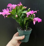 Magazoo Thanksgiving Cactus Plant