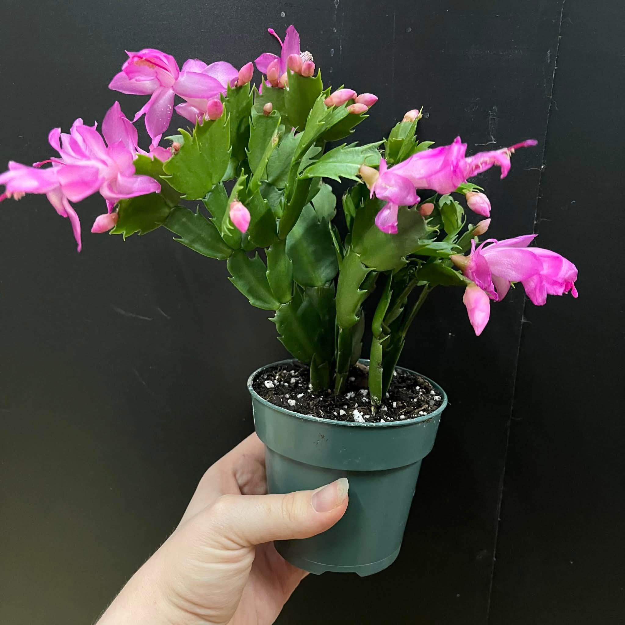 Magazoo Thanksgiving Cactus Plant