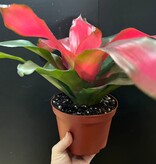 Magazoo Plante Bromelia Neoregelia 'Magali'