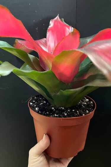 Magazoo Bromelia Neoregelia 'Magali'