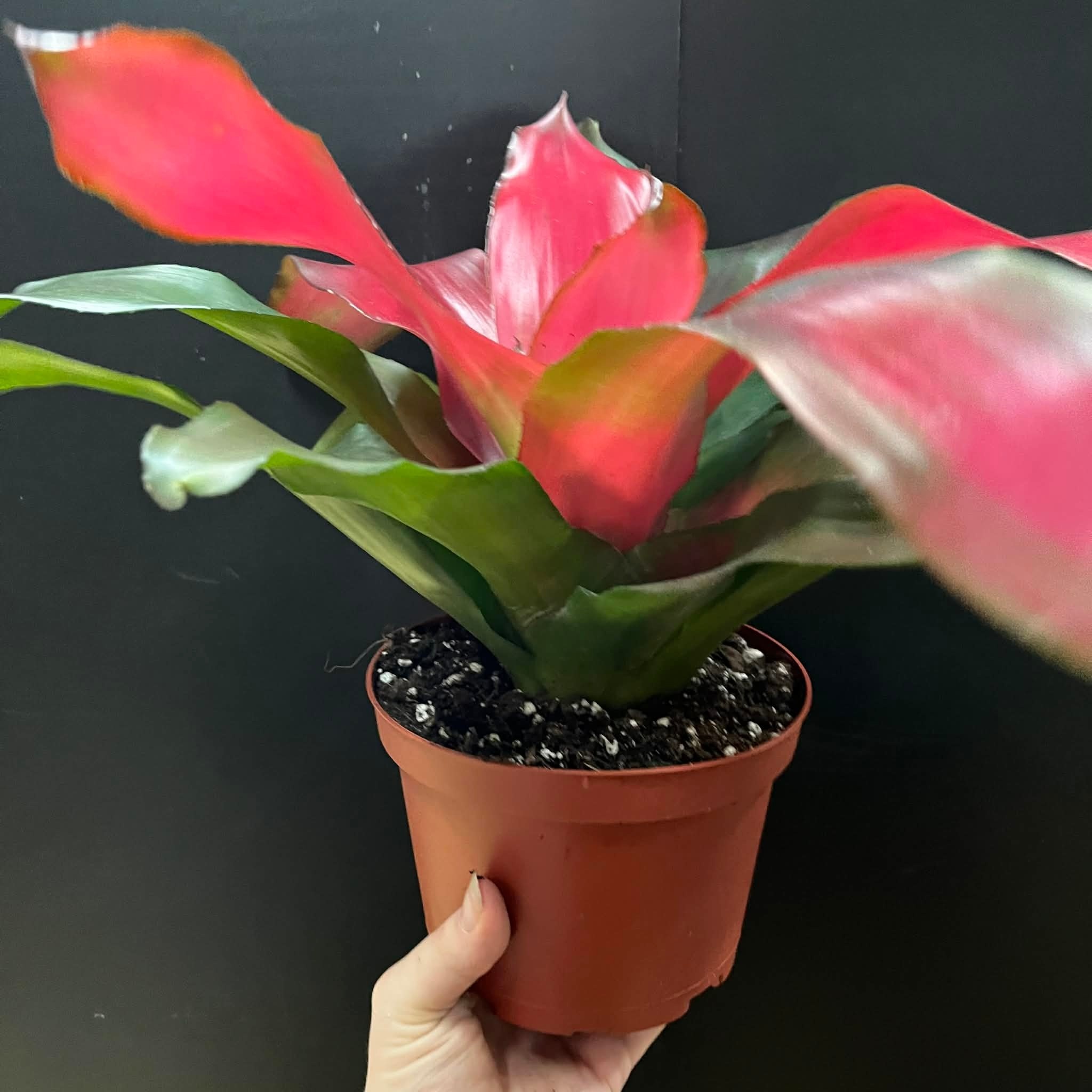 Magazoo Plante Bromelia Neoregelia 'Magali'