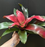 Magazoo Bromelia Neoregelia 'Magali'