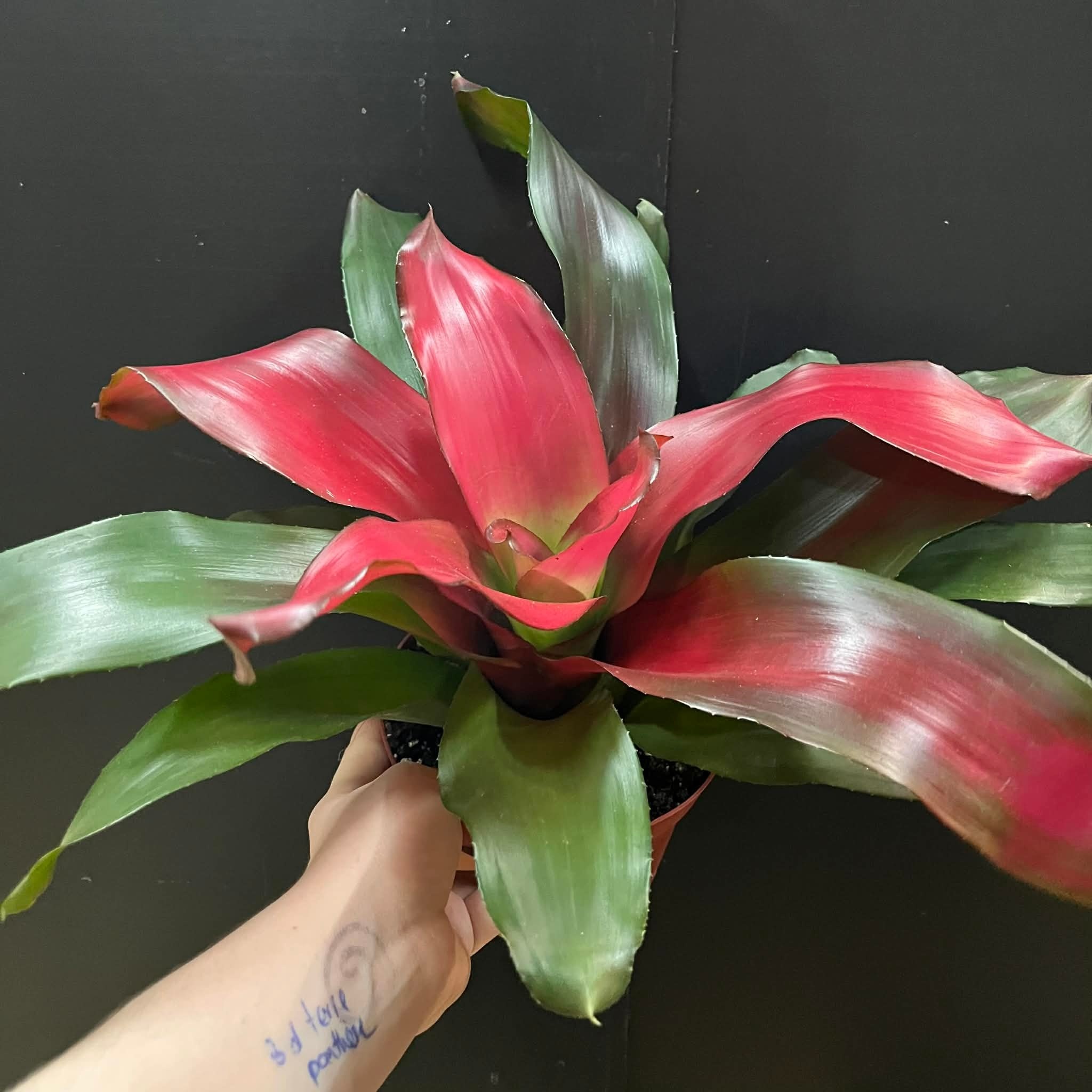 Magazoo Bromelia Neoregelia 'Magali'