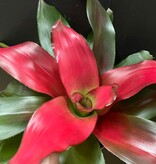 Magazoo Bromelia Neoregelia 'Magali'