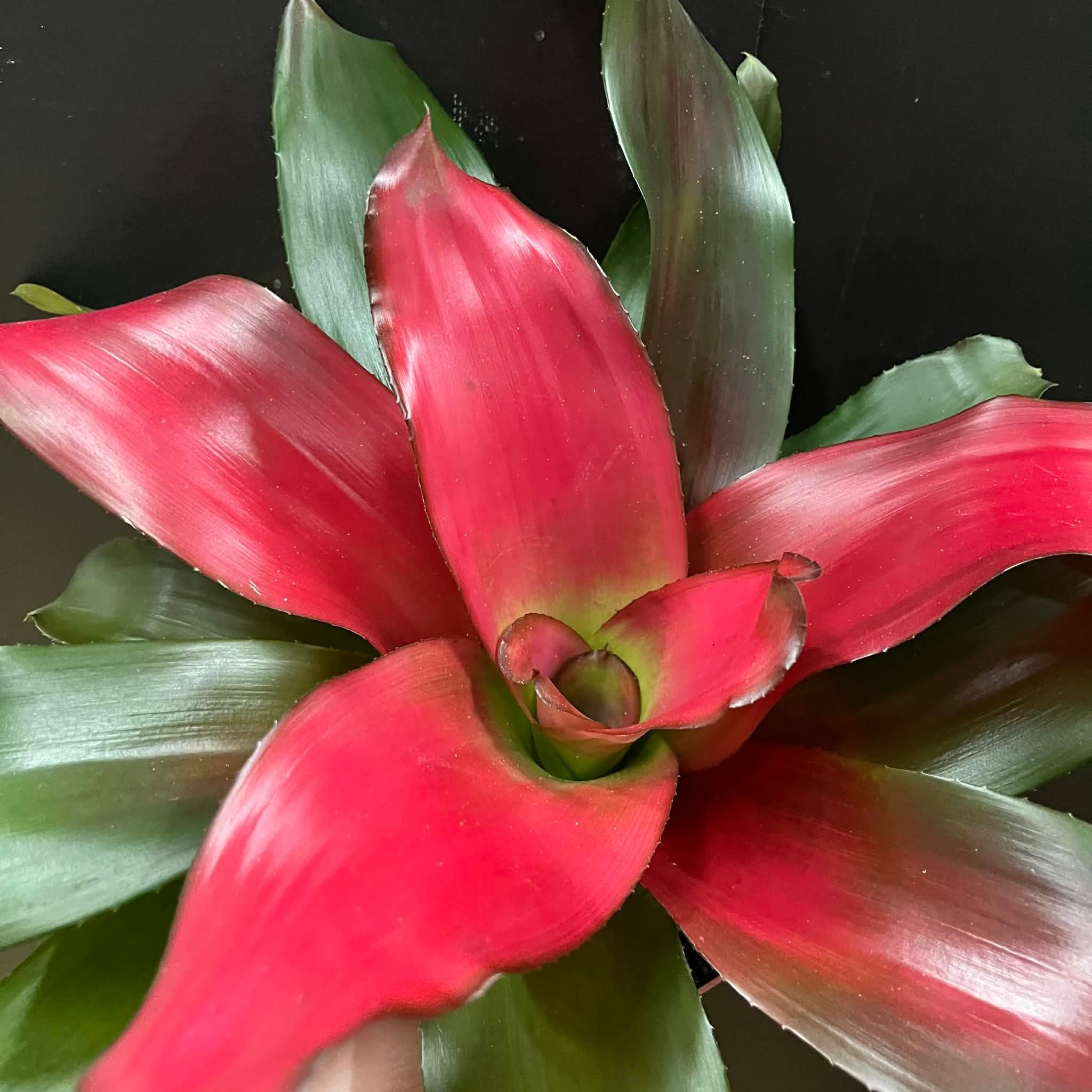 Magazoo Plante Bromelia Neoregelia 'Magali'