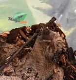 Magazoo Mexican flame knee tarantula (1/4'') Sold with enclosure/Brachypelma auratum
