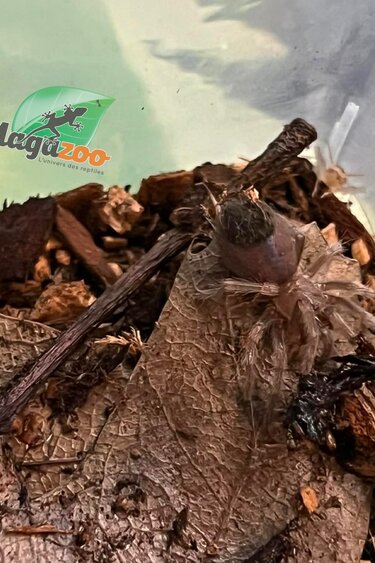 Magazoo Mygale à genou de flamme (1/4'') Vendu avec enclos/Brachypelma auratum