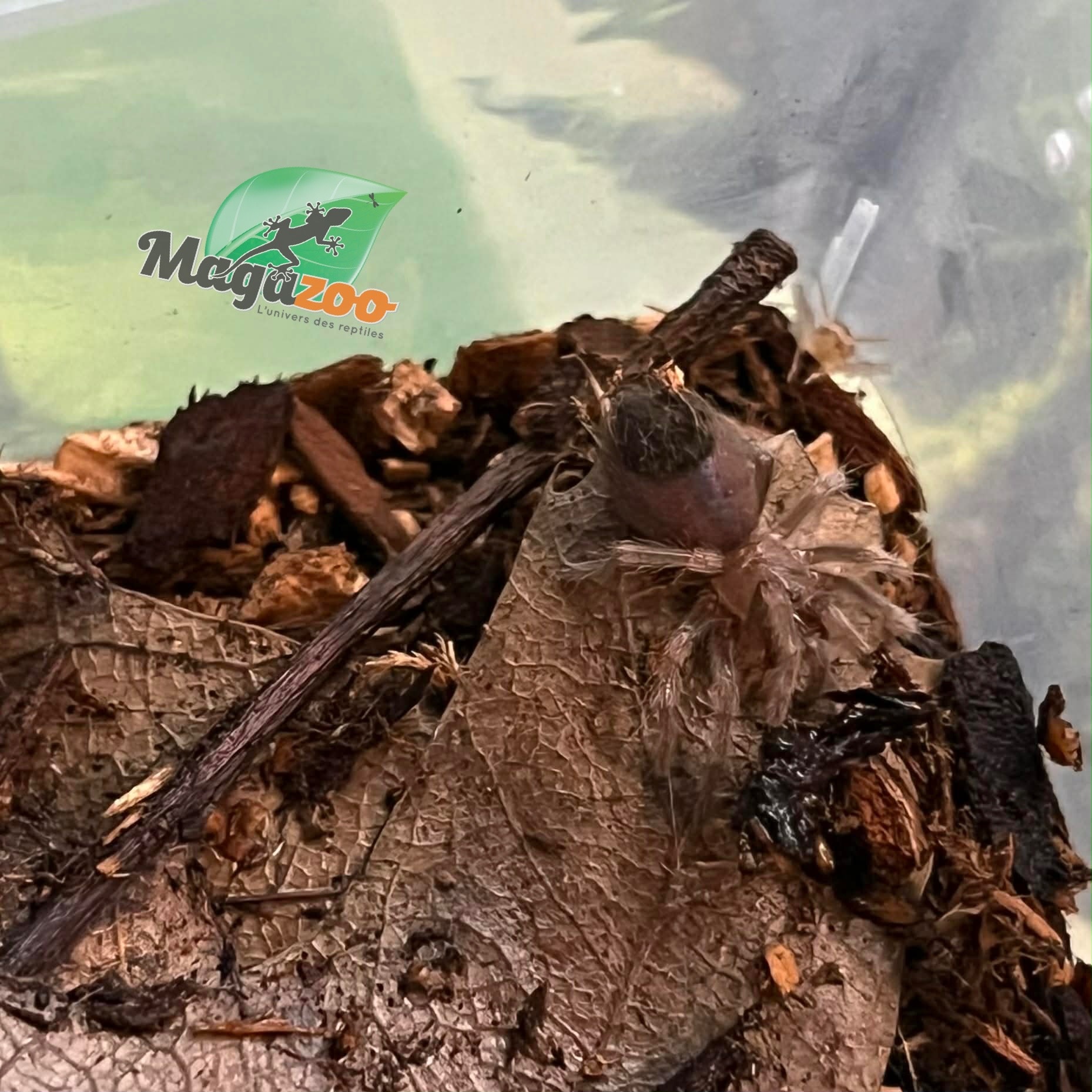 Magazoo Mygale à genou de flamme (1/4'') Vendu avec enclos/Brachypelma auratum