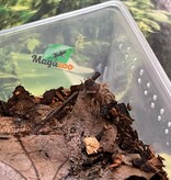Magazoo Mexican flame knee tarantula (1/4'') Sold with enclosure/Brachypelma auratum