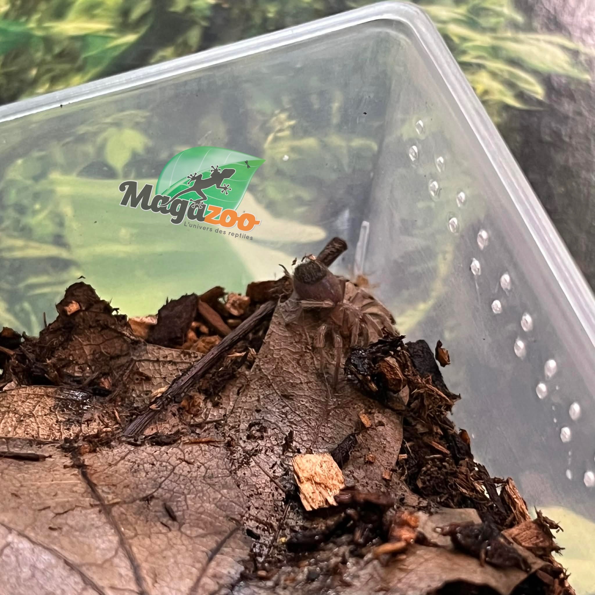 Magazoo Mexican flame knee tarantula (1/4'') Sold with enclosure/Brachypelma auratum
