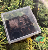 Magazoo Mexican flame knee tarantula (1/4'') Sold with enclosure/Brachypelma auratum