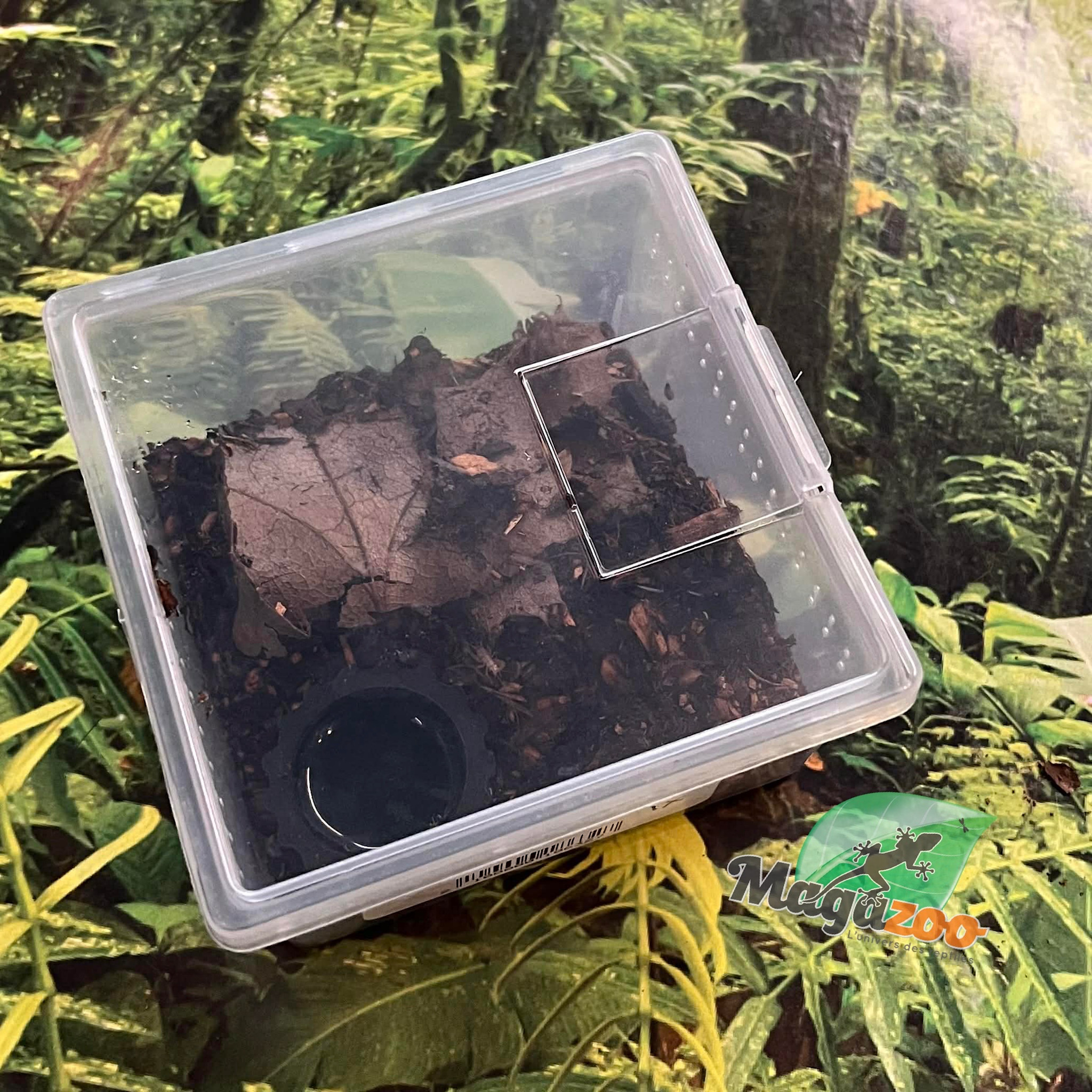 Magazoo Mexican flame knee tarantula (1/4'') Sold with enclosure/Brachypelma auratum