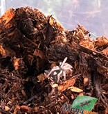 Magazoo Baby Trinidad dwarf tarantula 1/8" Sold with enclosure  / Cyriocosmus elegans