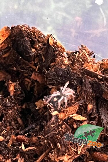 Magazoo Baby Trinidad dwarf tarantula 1/8" Sold with enclosure  / Cyriocosmus elegans