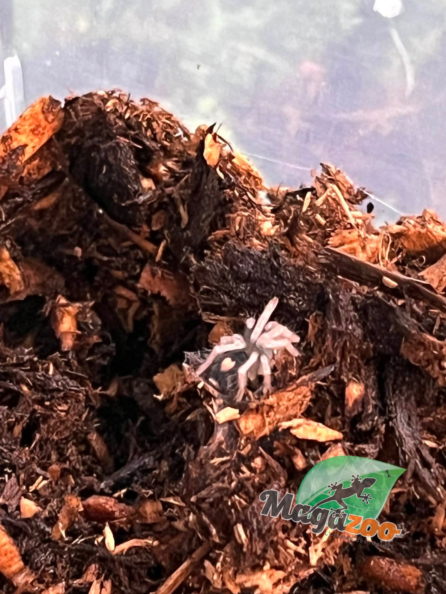 Magazoo Baby Trinidad dwarf tarantula 1/8" Sold with enclosure  / Cyriocosmus elegans