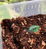 Magazoo Baby Trinidad dwarf tarantula 1/8" Sold with enclosure  / Cyriocosmus elegans