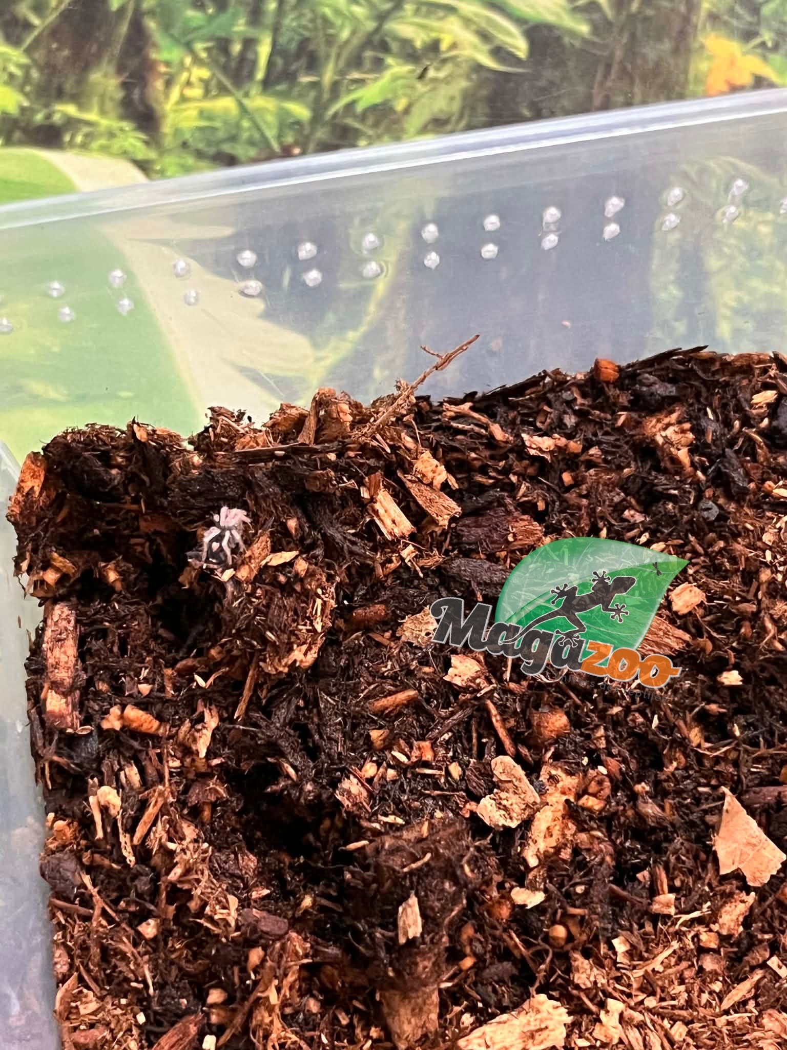 Magazoo Baby Trinidad dwarf tarantula 1/8" Sold with enclosure  / Cyriocosmus elegans