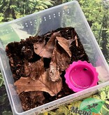 Magazoo Baby Trinidad dwarf tarantula 1/8" Sold with enclosure  / Cyriocosmus elegans