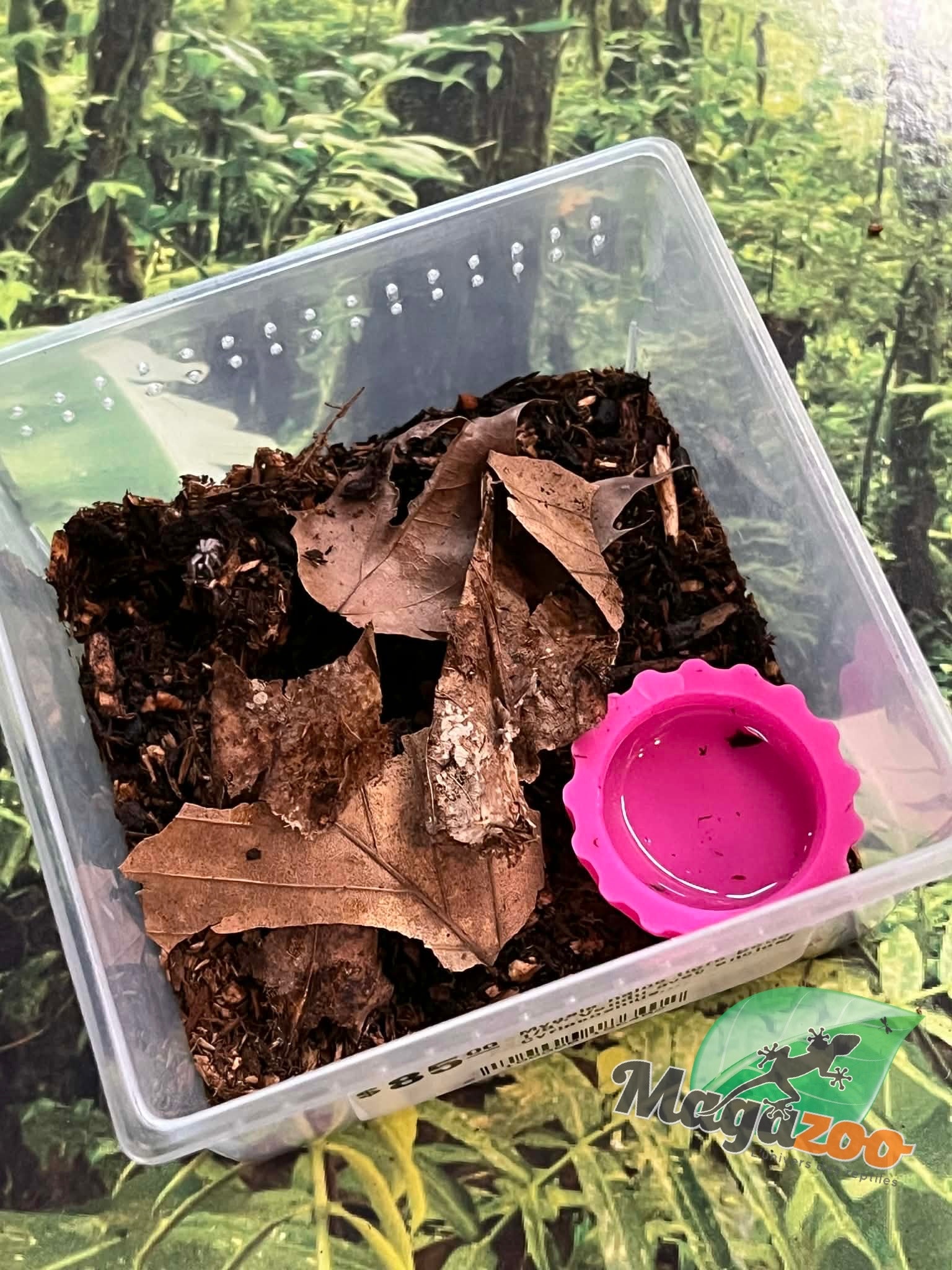 Magazoo Baby Trinidad dwarf tarantula 1/8" Sold with enclosure  / Cyriocosmus elegans