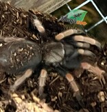 Magazoo Mexican orange beauty tarantula 1.5''/Brachypelma baumgarteni