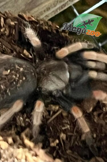 Magazoo Mexican orange beauty tarantula 1.5''/Brachypelma baumgarteni