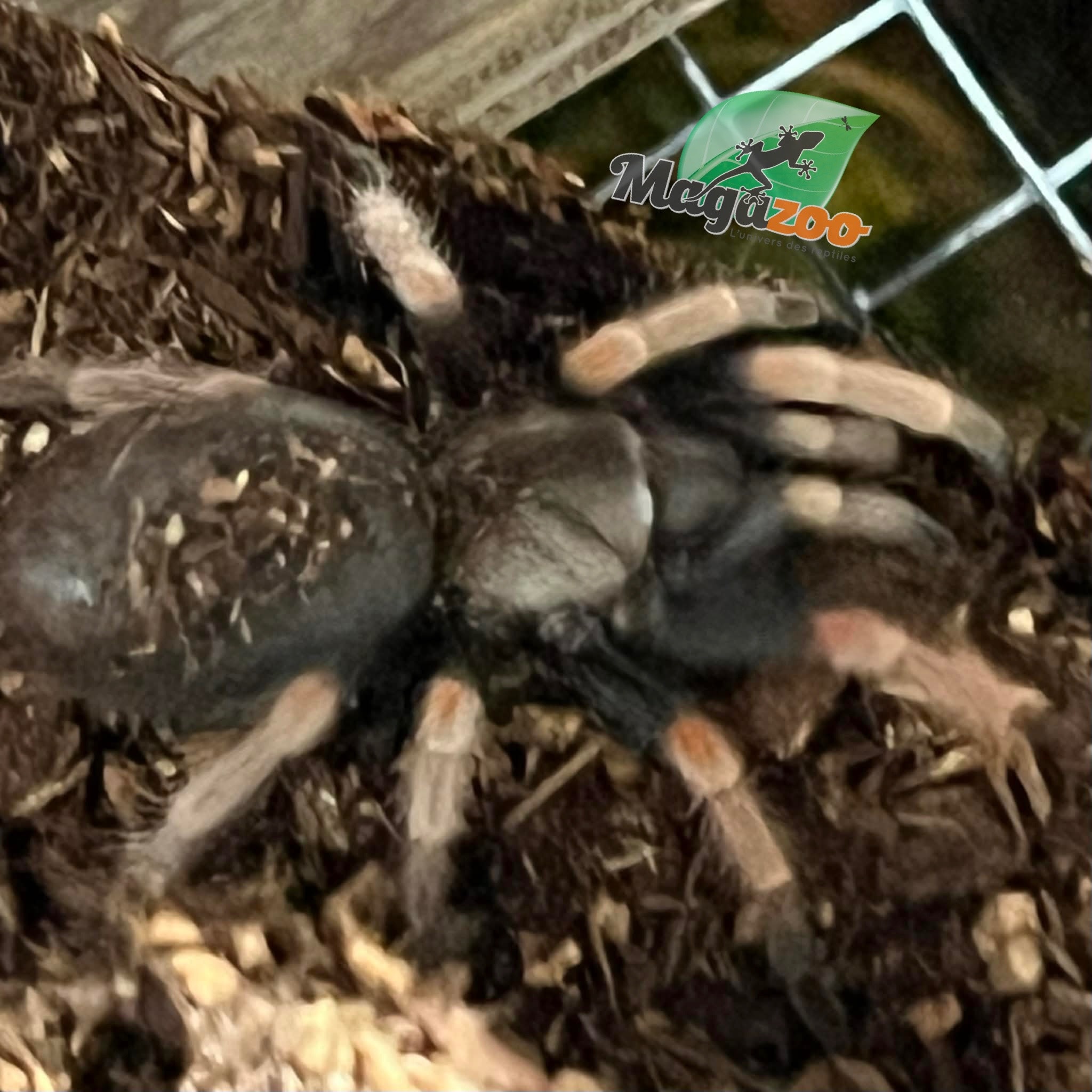 Magazoo Mexican orange beauty tarantula 1.5''/Brachypelma baumgarteni