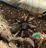 Magazoo Mexican orange beauty tarantula 1.5''/Brachypelma baumgarteni
