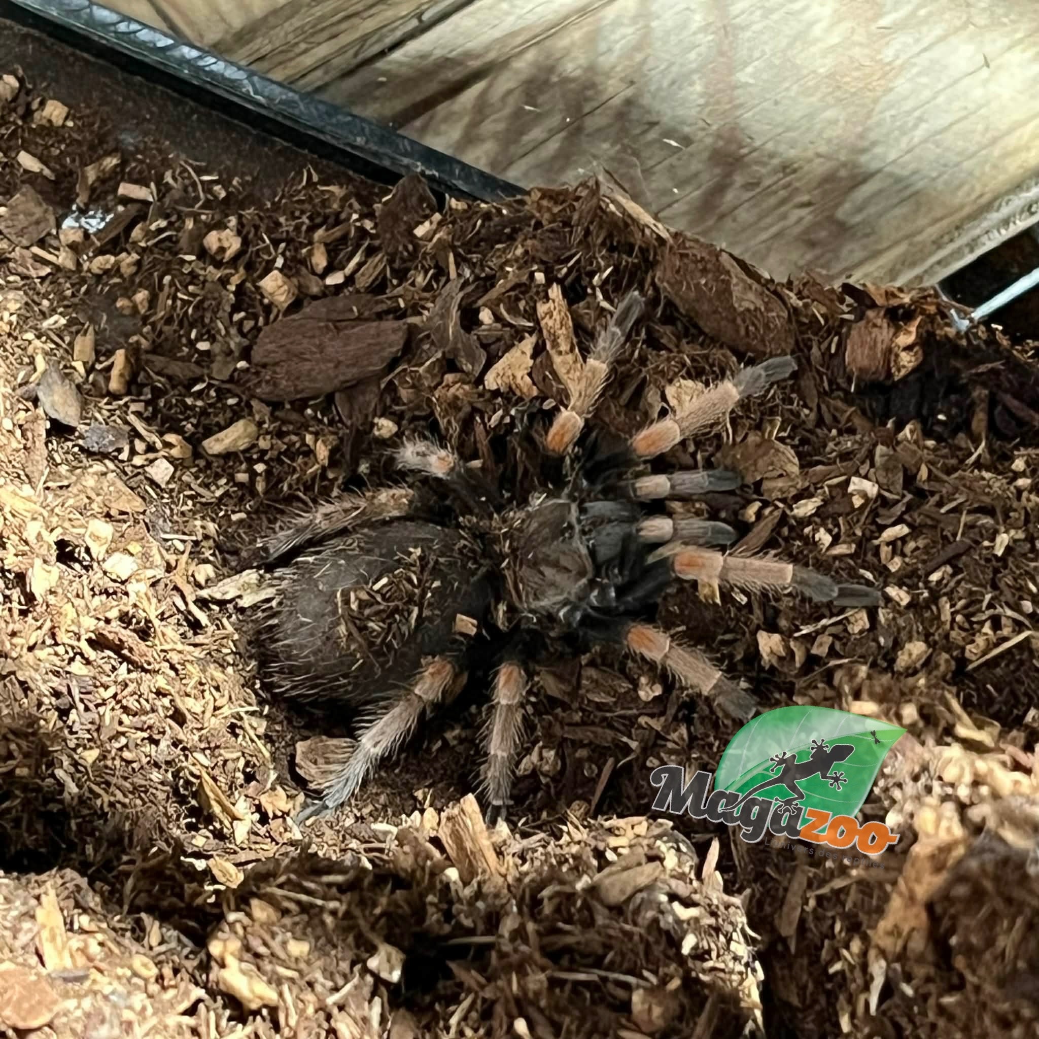 Magazoo Mexican orange beauty tarantula 1.5''/Brachypelma baumgarteni