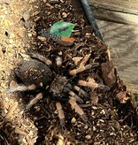 Magazoo Mexican orange beauty tarantula 1.5''/Brachypelma baumgarteni