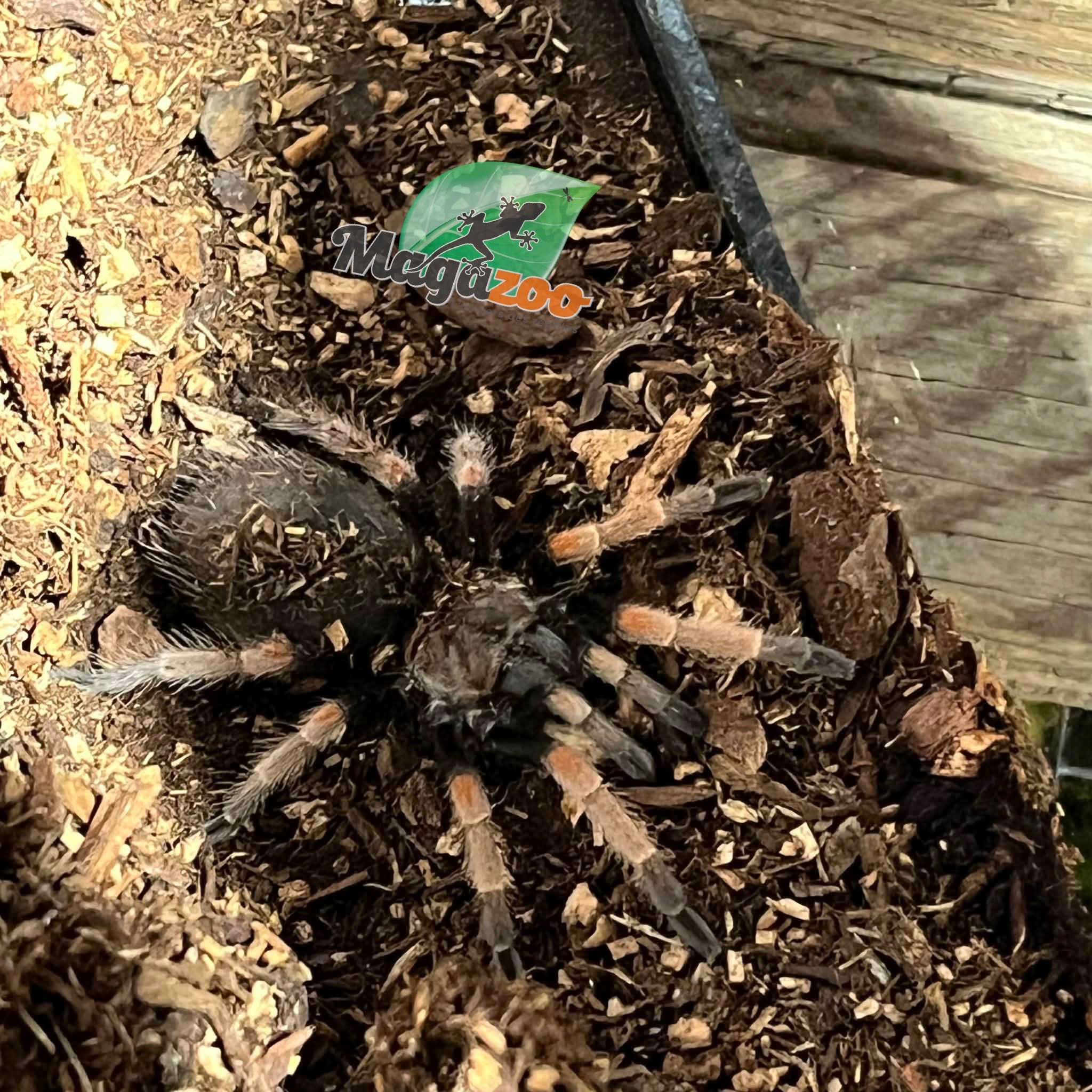Magazoo Mexican orange beauty tarantula 1.5''/Brachypelma baumgarteni