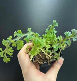 La Swamp Plante Selaginella willdenowii