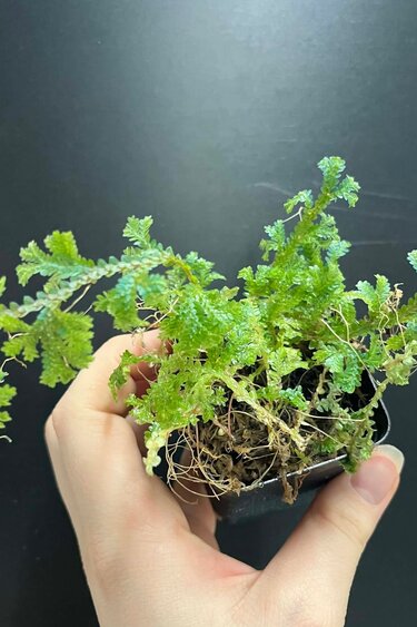 La Swamp Plante Selaginella willdenowii