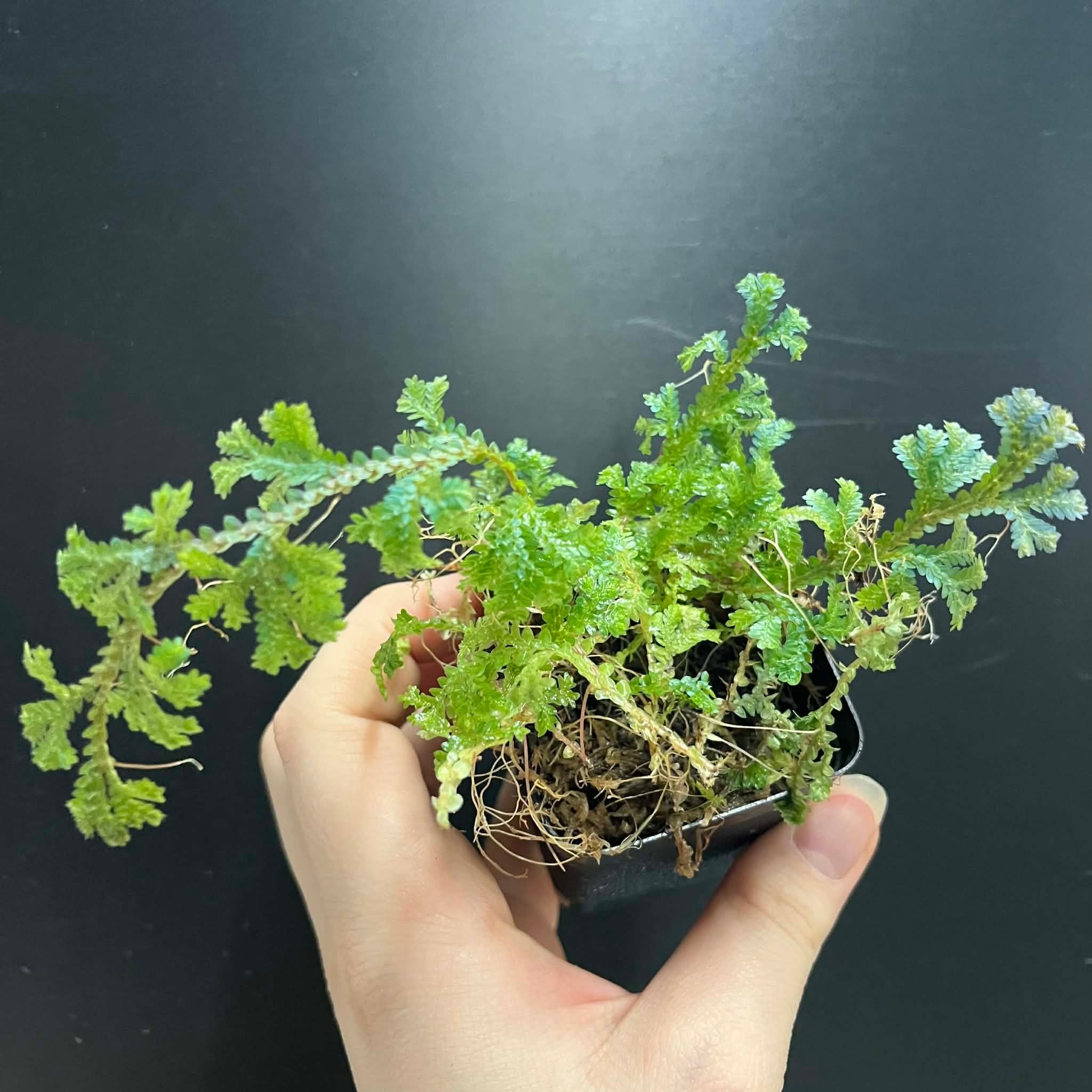 La Swamp Plante Selaginella willdenowii