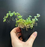 La Swamp Selaginella willdenowii Plant